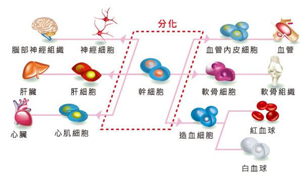 干細(xì)胞介紹 