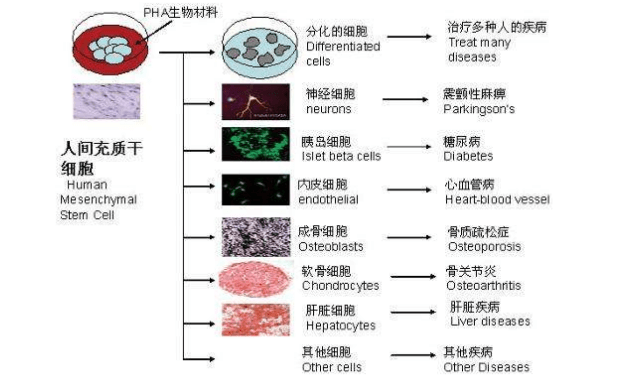 干細胞抗衰