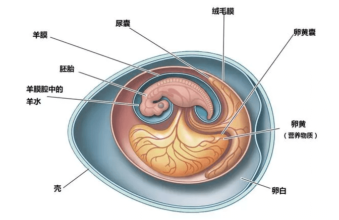 干細(xì)胞治療