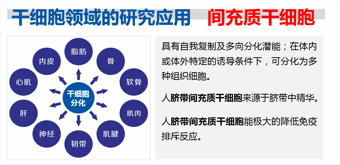 間充質(zhì)干細(xì)胞