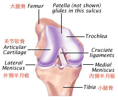 關(guān)節(jié)軟骨損傷