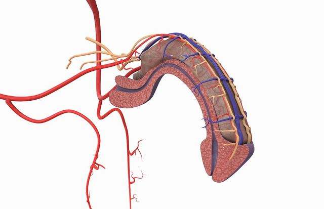 干細(xì)胞治療男性勃起功能障礙，恢復(fù)男性自信！
