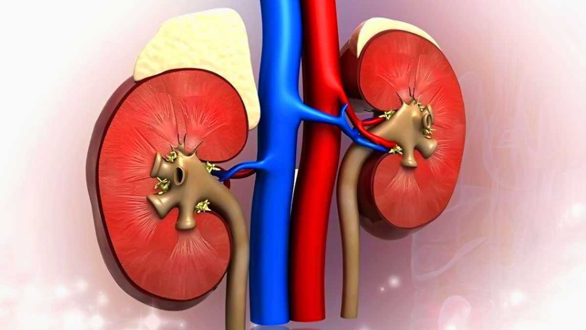 干細(xì)胞療法的2大作用為腎纖維化患者帶來希望