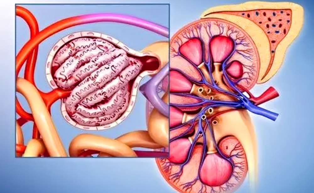 間充質干細胞治療糖尿病腎病的臨床研究