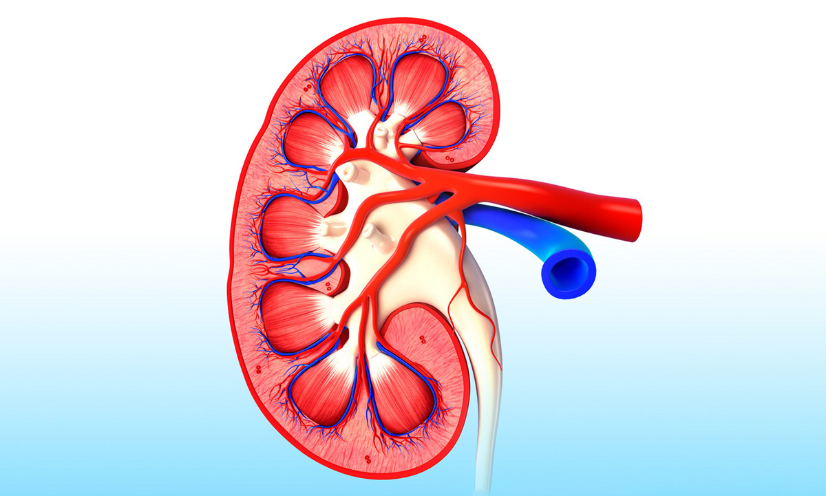 干細(xì)胞療法對(duì)狼瘡性腎炎81例臨床研究