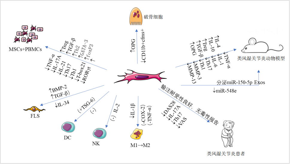 干細胞移植