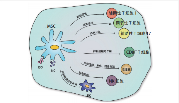 干細(xì)胞治療