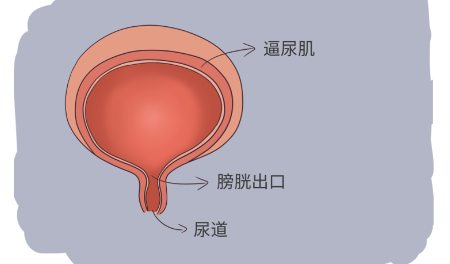 案例研究|干細胞療法成功逆轉(zhuǎn)9例逼尿肌活動不足患者